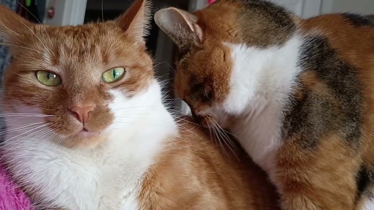 Amara and Felix on the couch and at play 😻