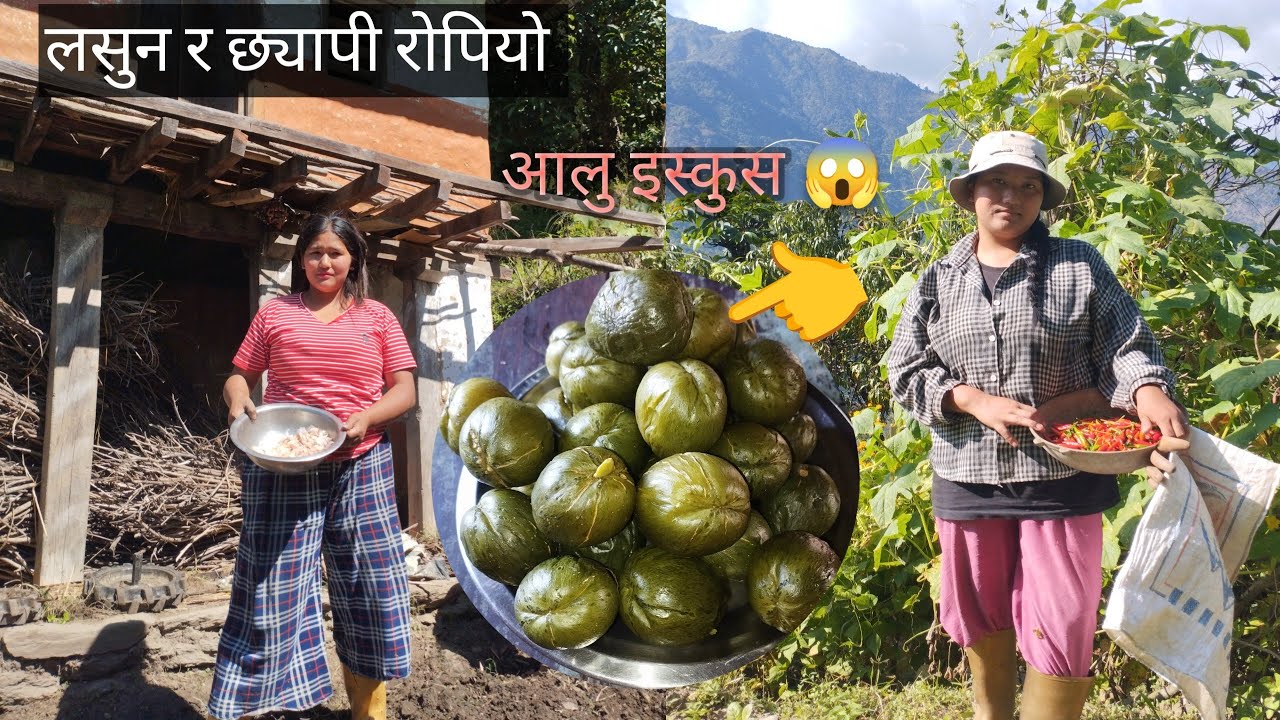 LASUN ROPERA UMRISAKYO TRA VIDEO VRKHAR UPLOAD GARNA MAUKA PAYE 🥰❤️__21/07/2082