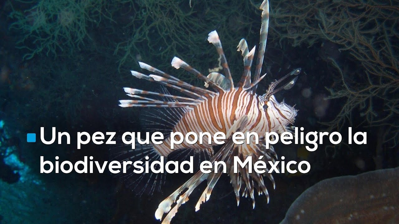 DESTRUCTOR E INVASIVO | Pez diablo pone en peligro al ecosistema de ocho estados en M&eacute;xico