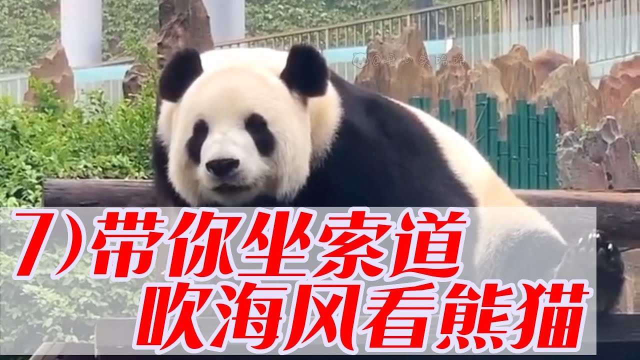 大连森林动物园可以坐在索道吹着海风看熊猫，园区有金虎、飞云和妙音3只大熊猫 Dalian Forest Zoo has 3 pandas: Jinhu, Feiyun and Miaoyin