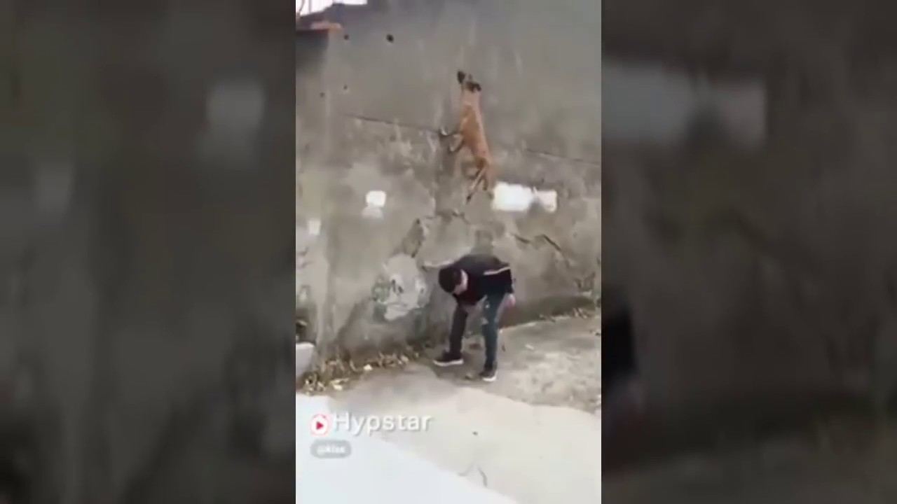 Perros Ninja con música de Naruto de fondo