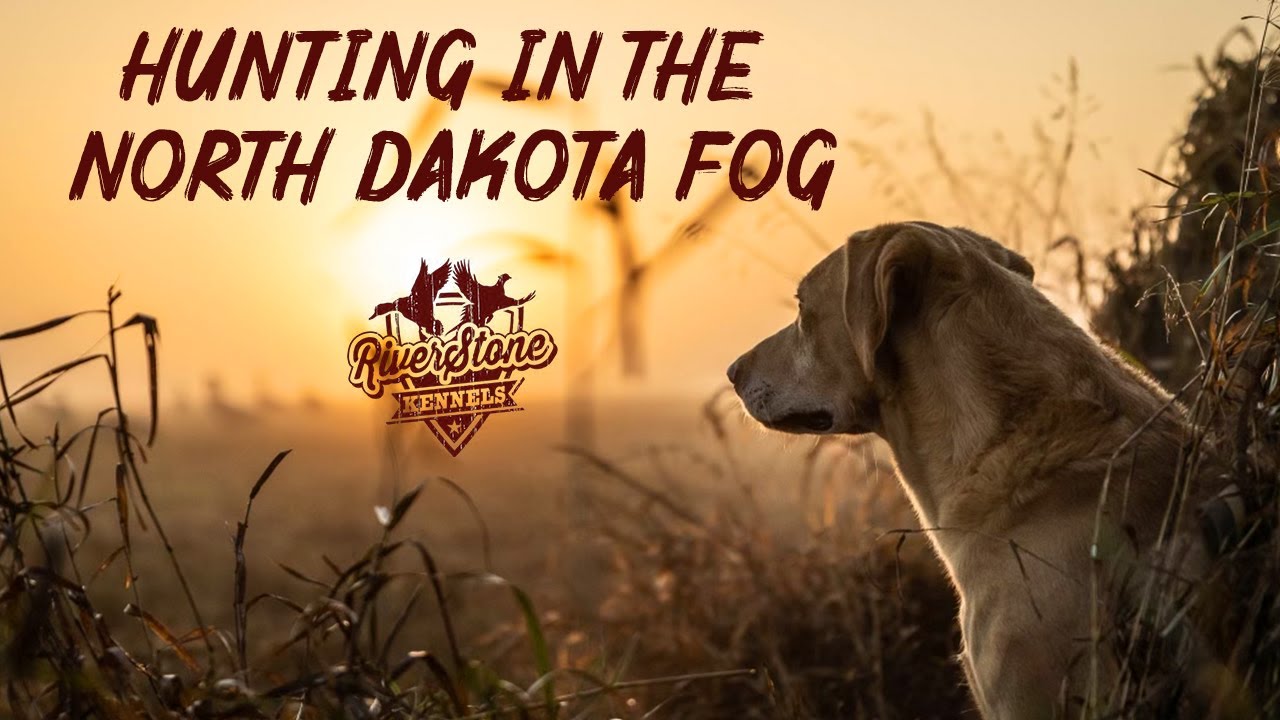 Hunting In The North Dakota Fog and SOLO's First Goose Hunt!