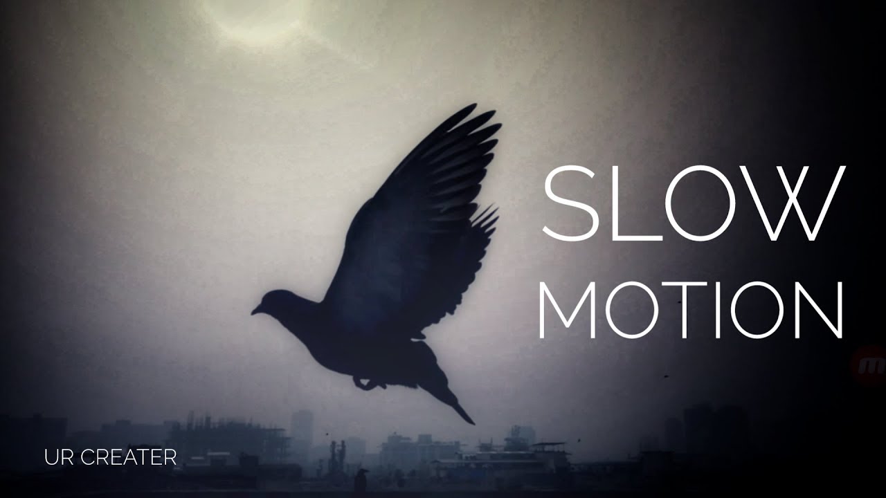 Ultra 4K Slow Motion Bird