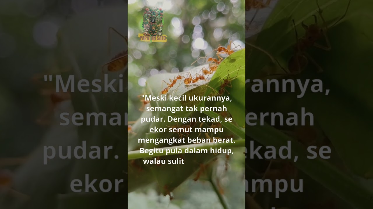 Kata-kata motivasi dari se ekor semut // kata kata motivaai hidup // kaka kaka setatus WA