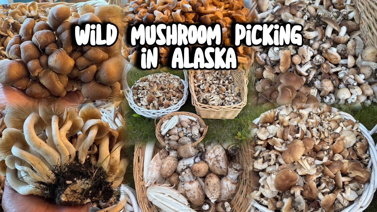 Wild Mushroom Picking in Alaska 