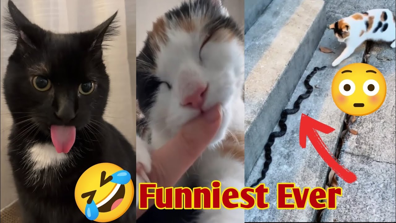 Try Not To Laugh Cats and Dogs Funniest Movements 😂🐶🐈 Funny Animal videos 😂
