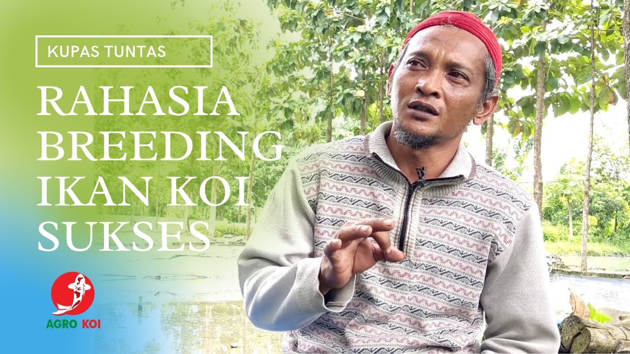 KUPAS TUNTAS RAHASIA BREEDING IKAN KOI BERSAMA MASTER BREEDER SEJAK 93!