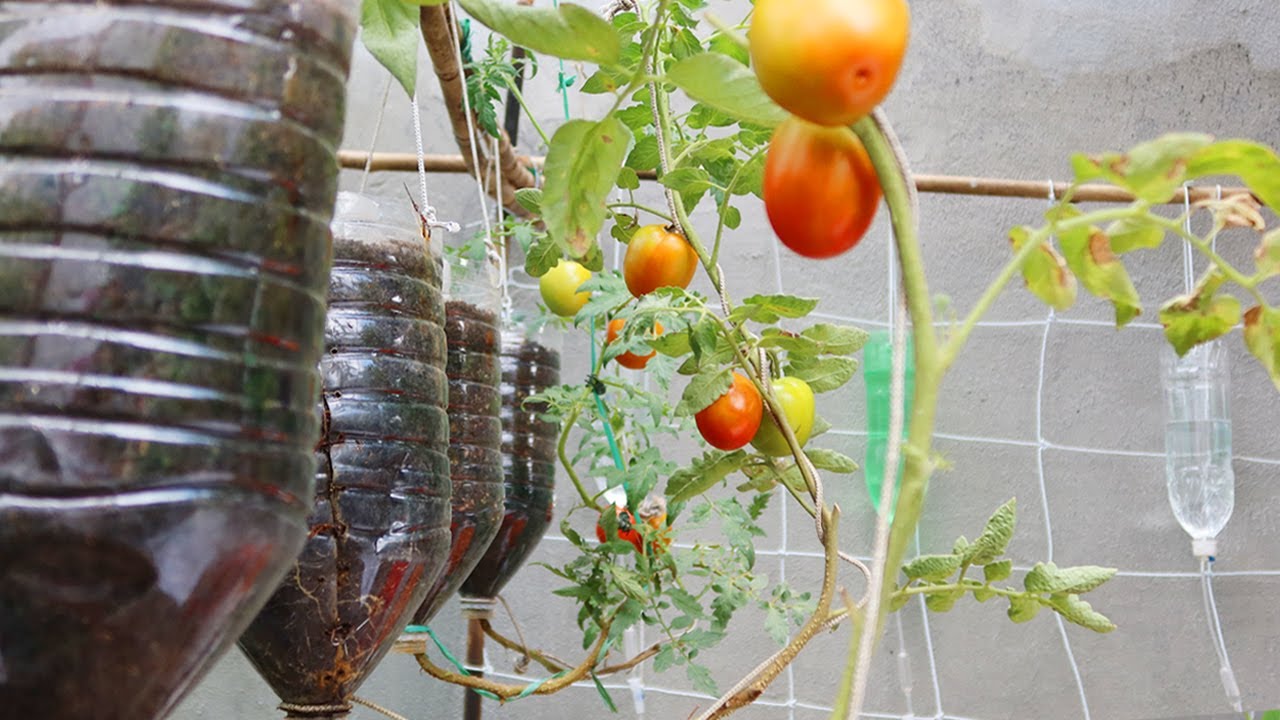 Easy Way To Grow Tomato Plant in Plastic Hanging Bottles | Growing Tomatoes from Seed