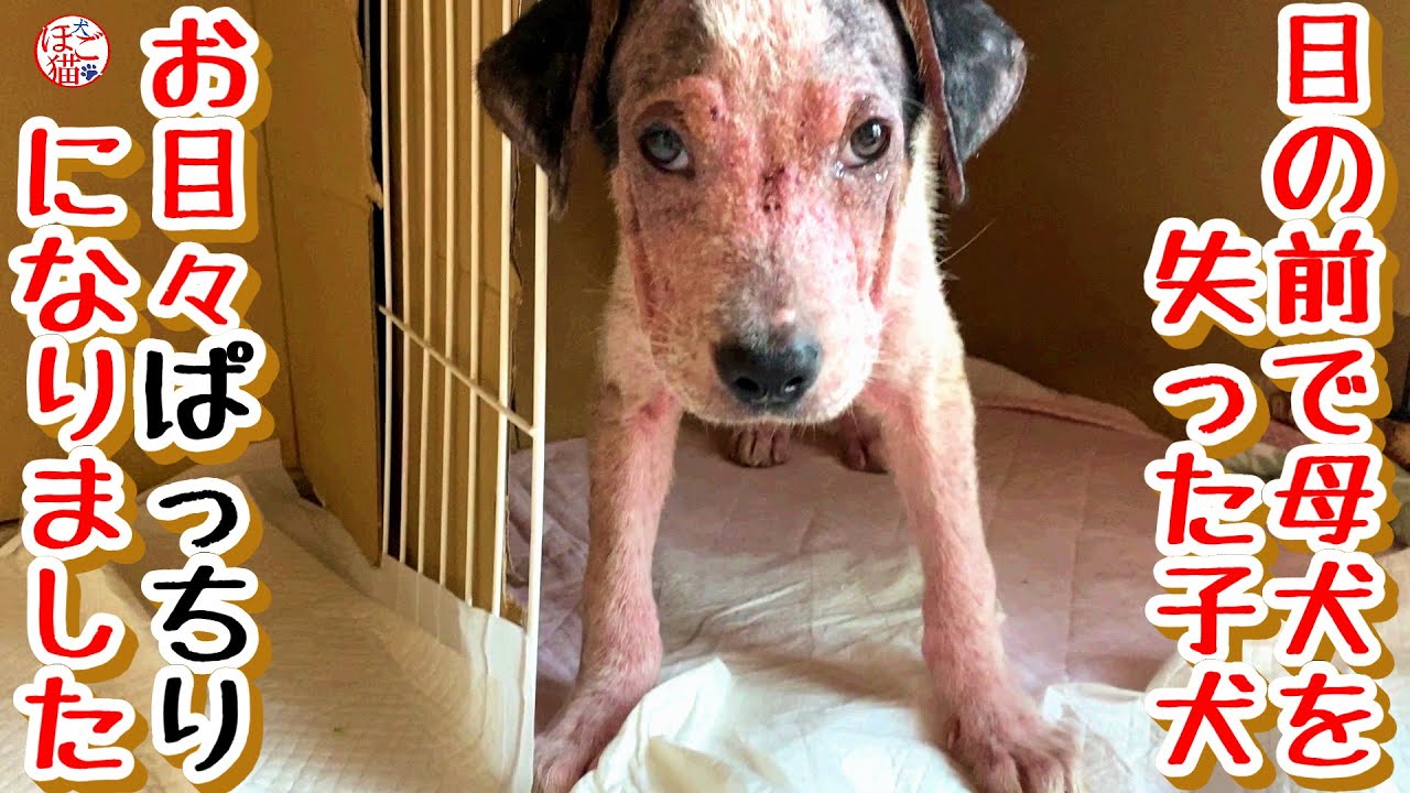 【子犬　保護犬　子猫】　目の前で母犬を失ったボロボロの子犬　お目々ぱっちりになりました