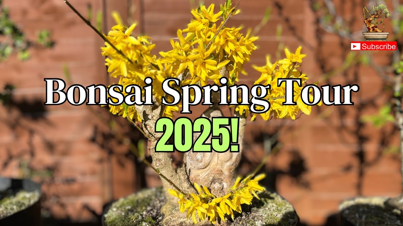 Spring Awakening: A Tour of My Bonsai Bench #bonsai #bonsaitree #springseason #spring #garden #tour