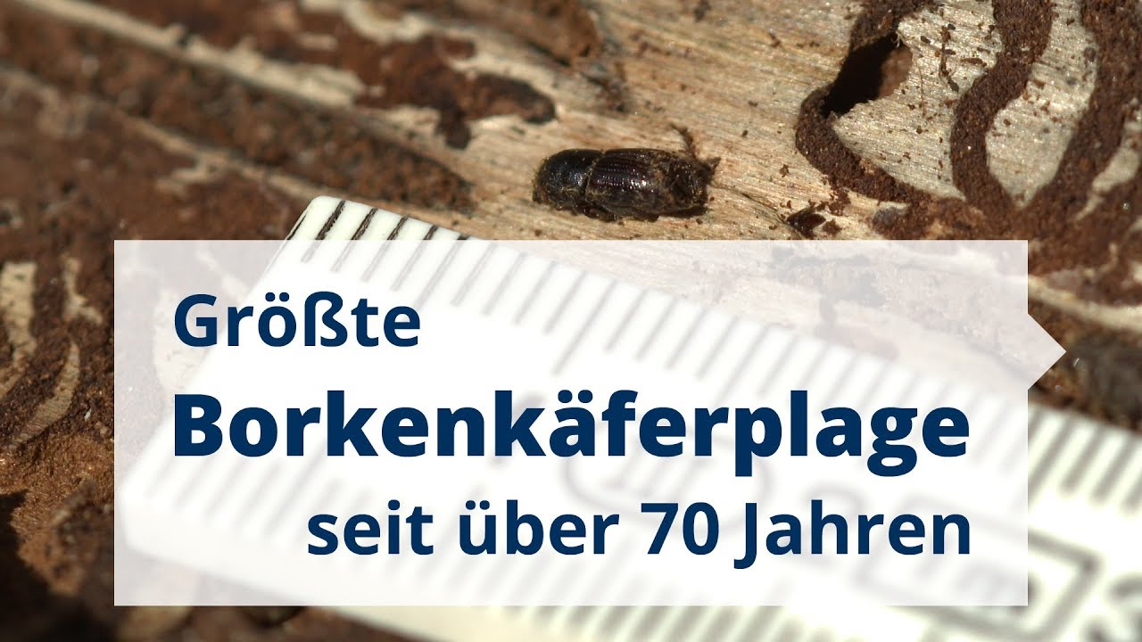 Gr&ouml;&szlig;te Borkenk&auml;ferplage seit &uuml;ber 70 Jahren