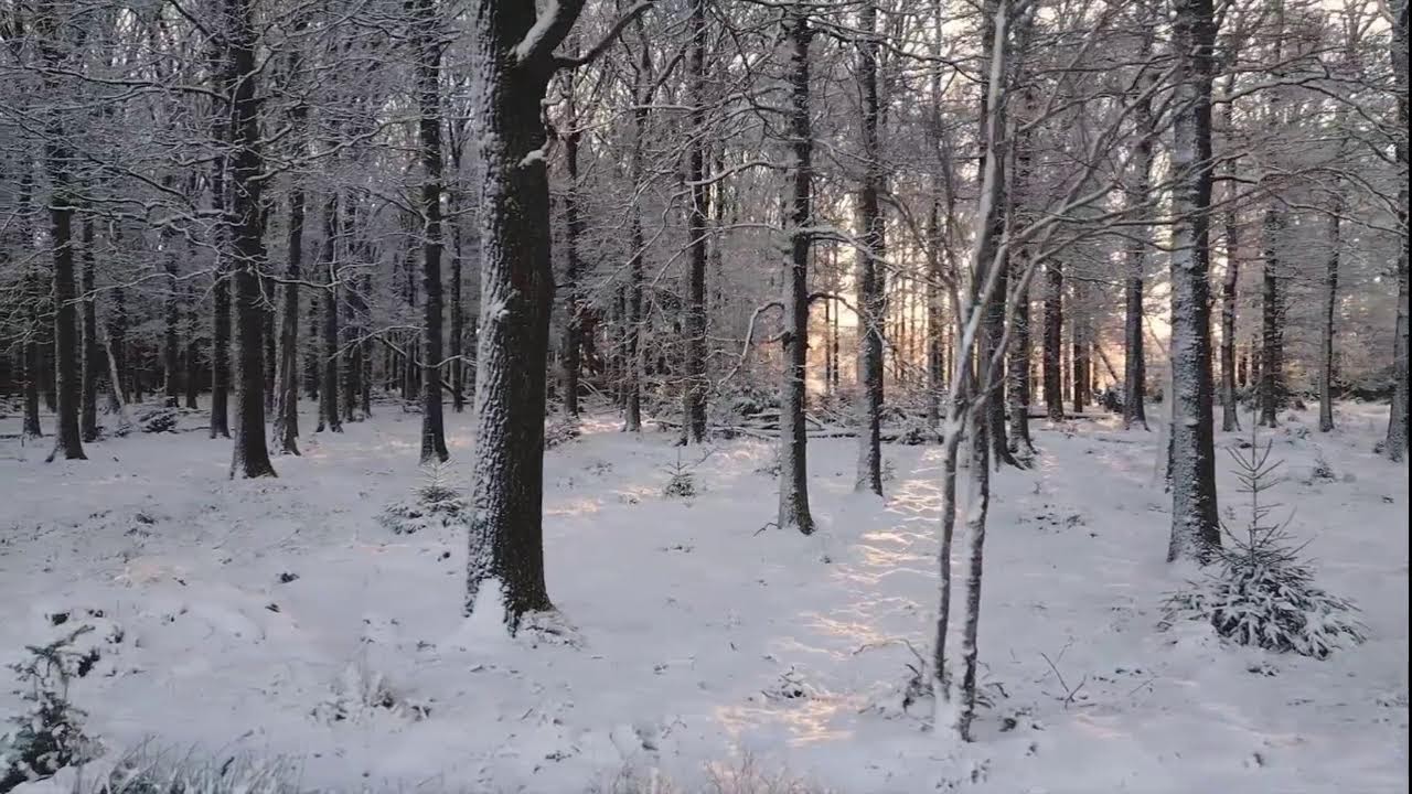 Noche Nevada en Vivo 🌙 | M&uacute;sica Relajante para Dormir, Meditar y Encontrar Paz Interior