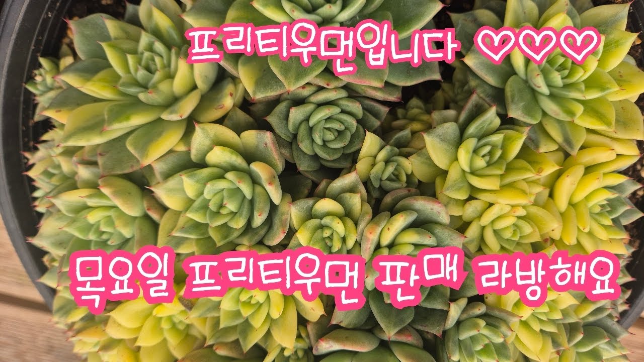 2026.01.22.381회 목요일 프리티우먼 판매 라방해요