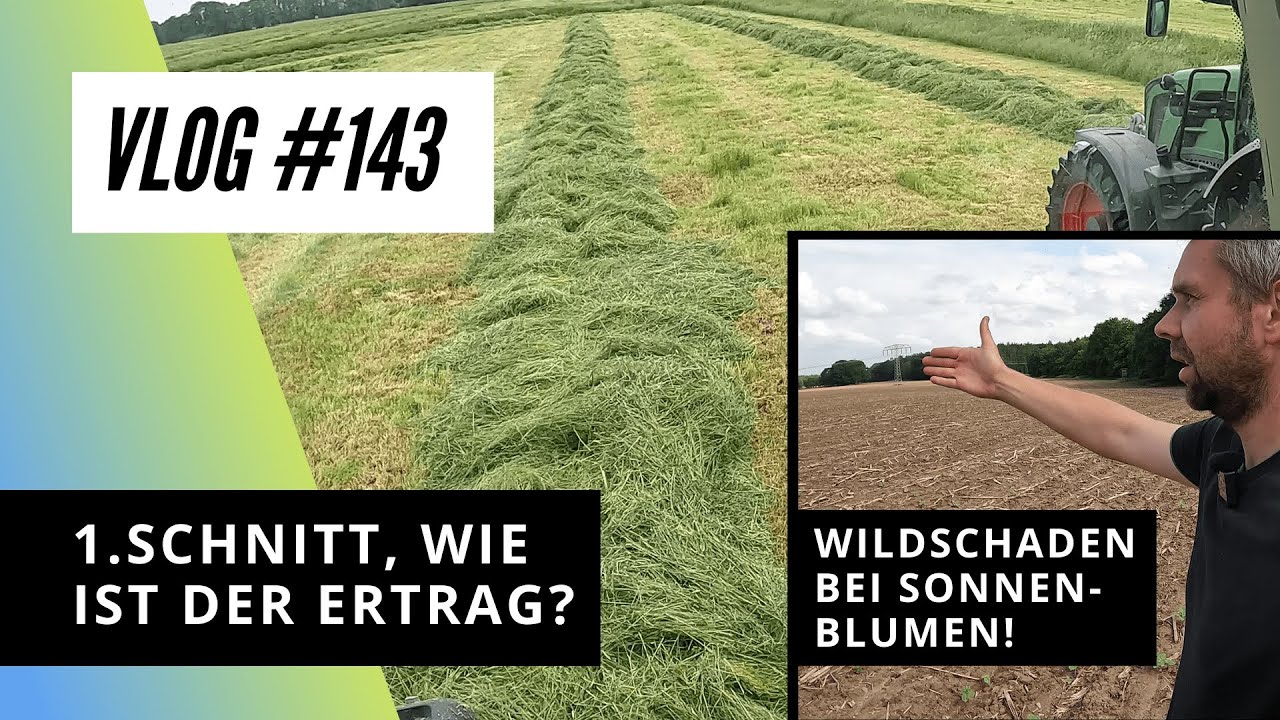 Vlog #143 Erster Schnitt, wie ist der Ertrag? Riesiger Wildschaden bei den Sonnenblumen!