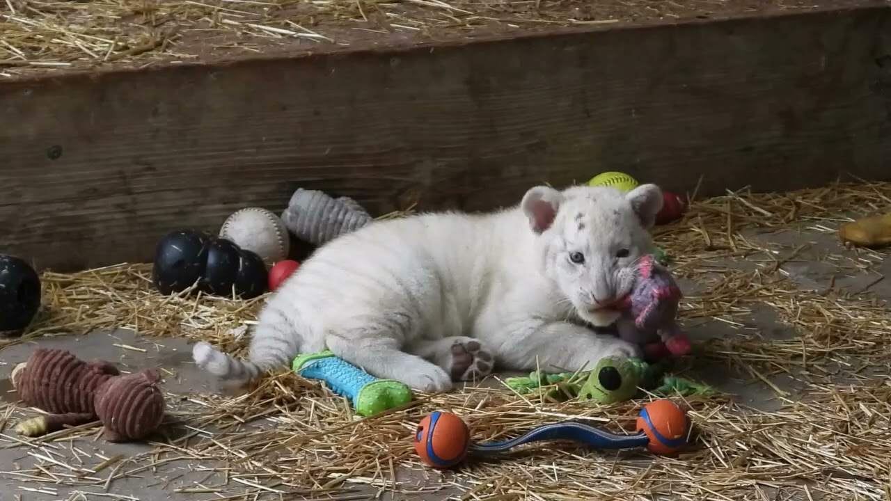 सफेद शेरनी का ममता भरा प्यार 😍 | White Tigress with Baby Tiger 🐯❤️