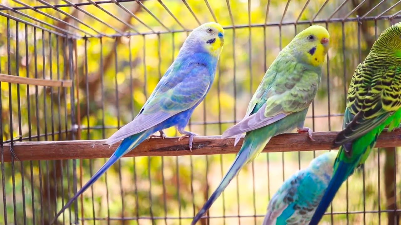 8 Hour Budgie Melodies to Cheer Up Lonely Birds