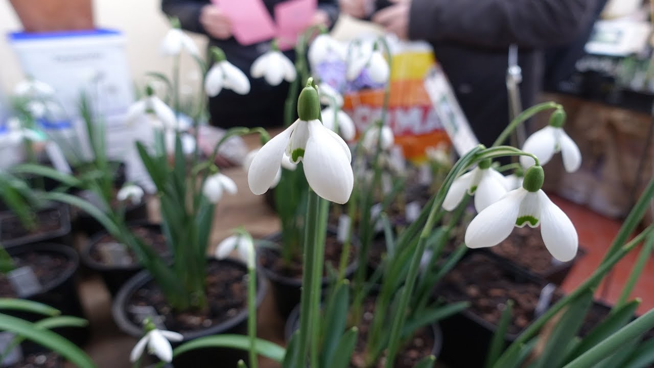 Schneeglöckchen-Tage Mannheim 2018 im Luisenpark