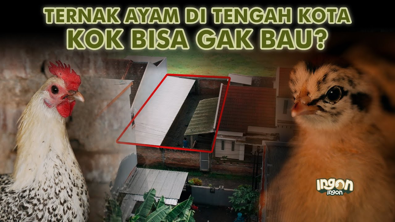 Ternak 500 Ayam Pancamurti Di Tengah Kompleks Perumahan Tanpa Bau!!