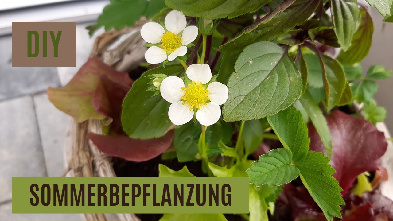 DIY - meine KNACKIGE UND FRISCHE KÜBELBEPFLANZUNG für den SOMMER | super für BALKON und TERRASSE