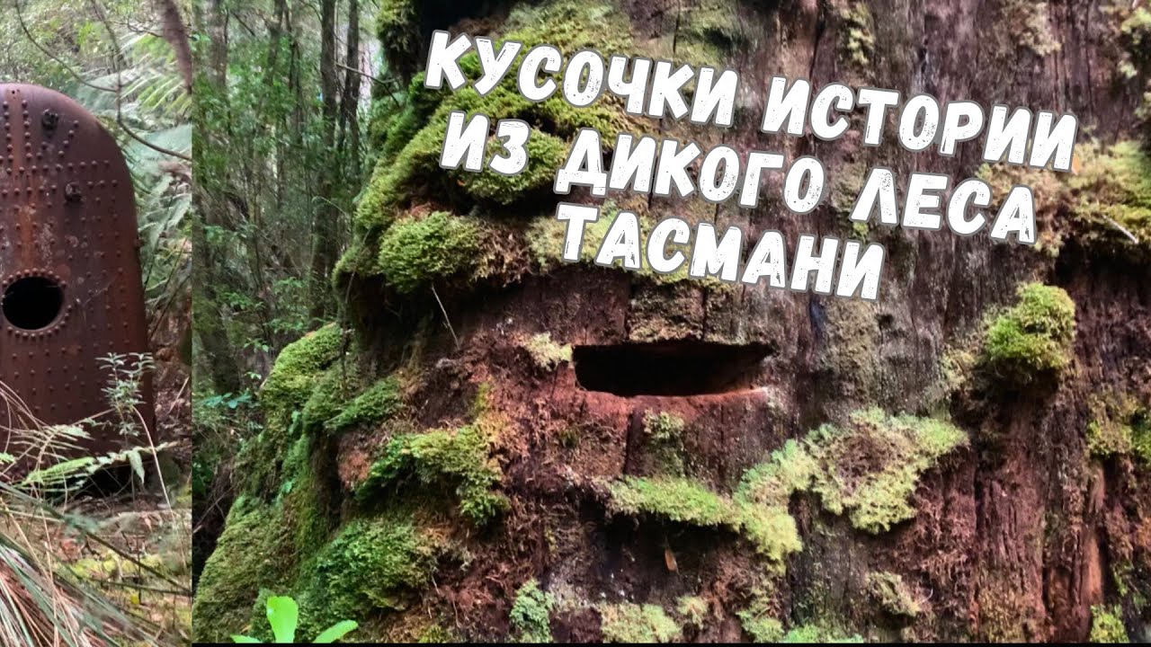 Вырубка огромных эвкалиптов в лесах Тасмании  (кусочки истории  сегодня)