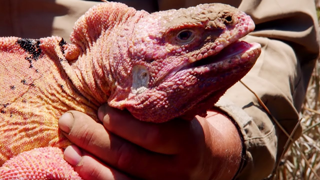 The Rare Pink Iguana of Galapagos | BBC Earth