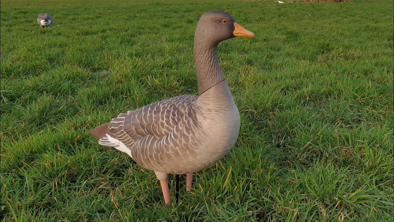 Avian-X Full Body Greylags