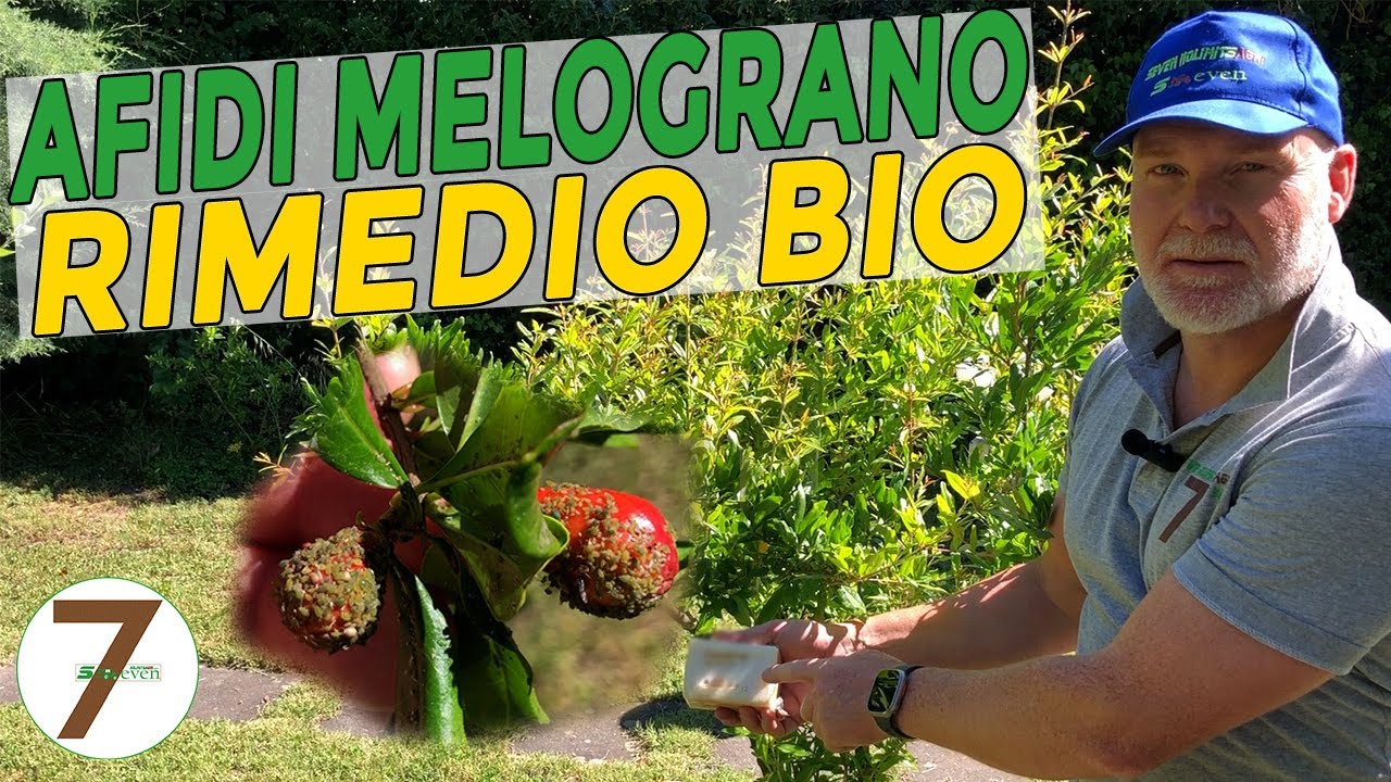 Afidi Melograno rimedio BIO