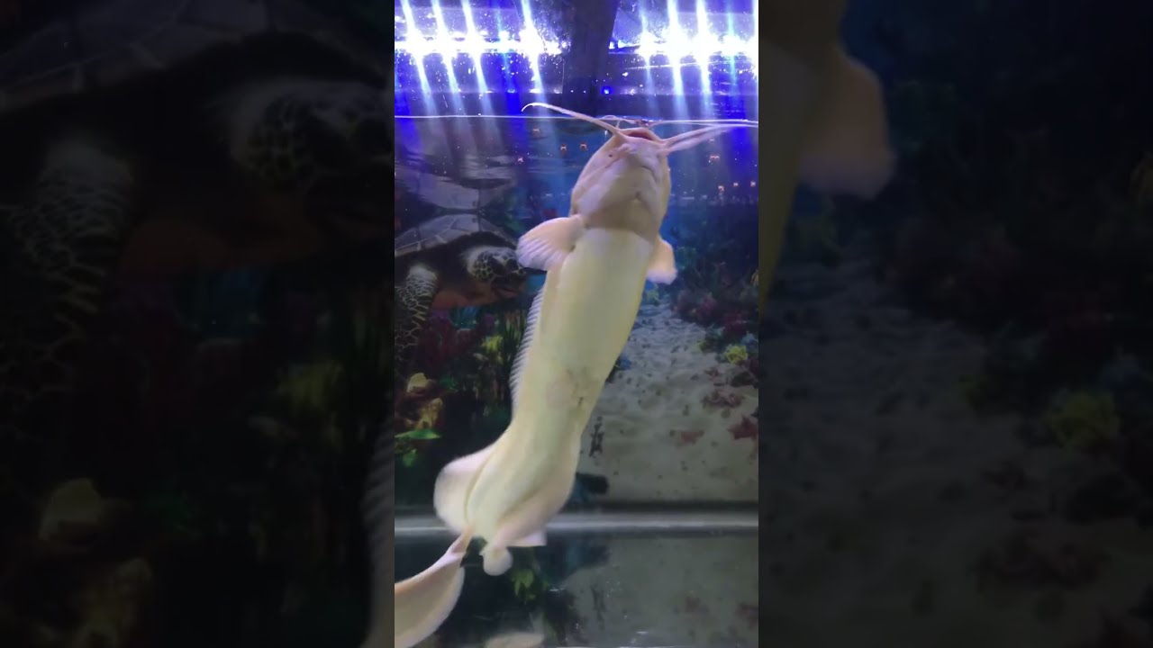 COUPLE CATFISH