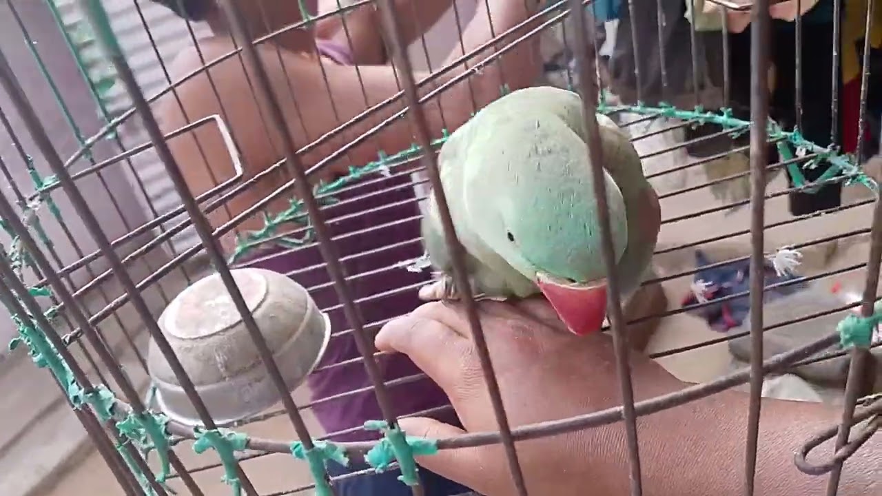 Laddu ka video 📷