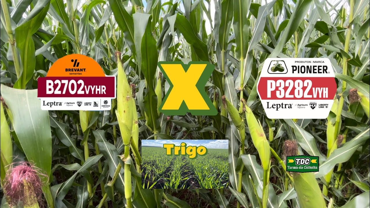 Brevant B2702 X Pioneer P3282 | Como está o Trigo