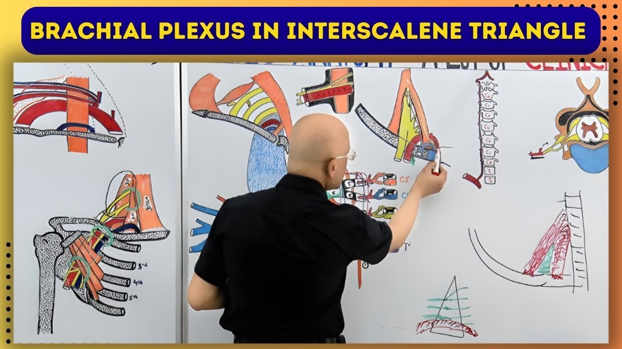Brachial Plexus in Interscalene Triangle | Anatomy