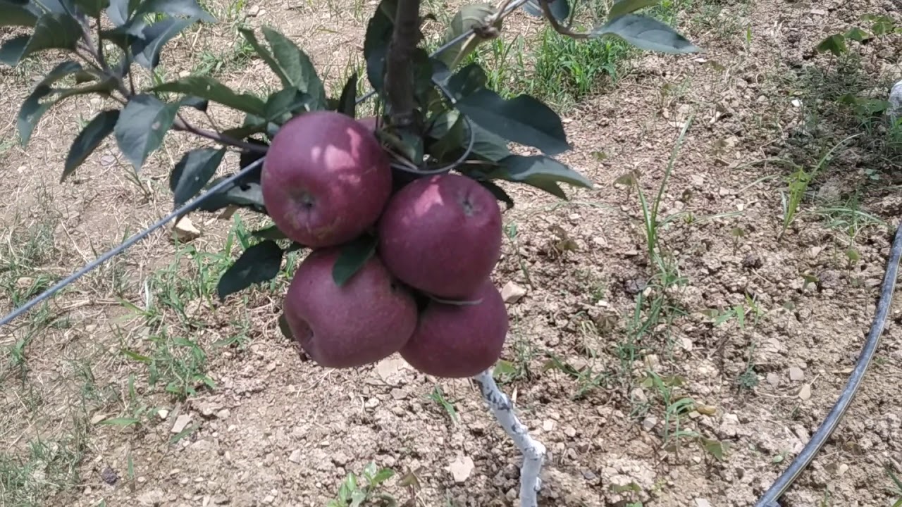 High Density Planting | Apple | Dr. YSPUHF | Solan | Himachal Pradesh | Dr. Niranjan Singh
