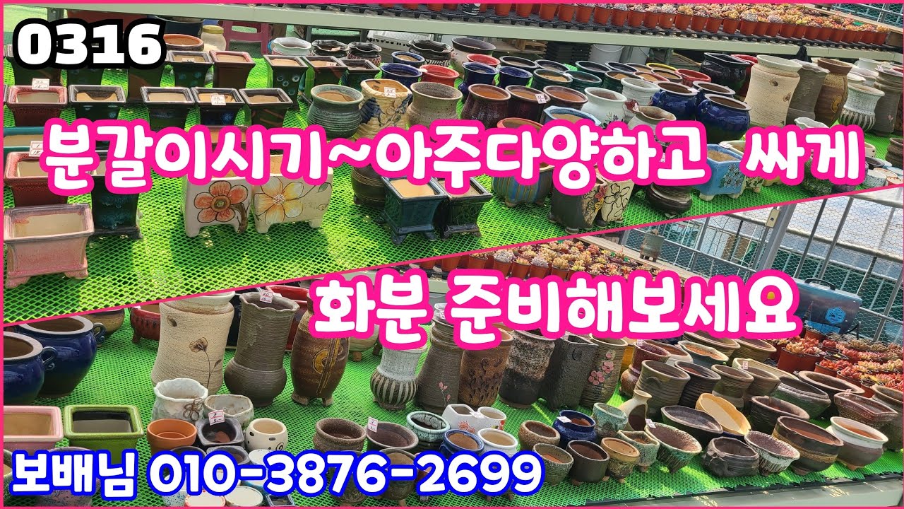 26년03월16일 #보배님 010-3876-2699 #다육판매 #화분판매 #분갈이시기 아주 싸게 화분 준비하세요