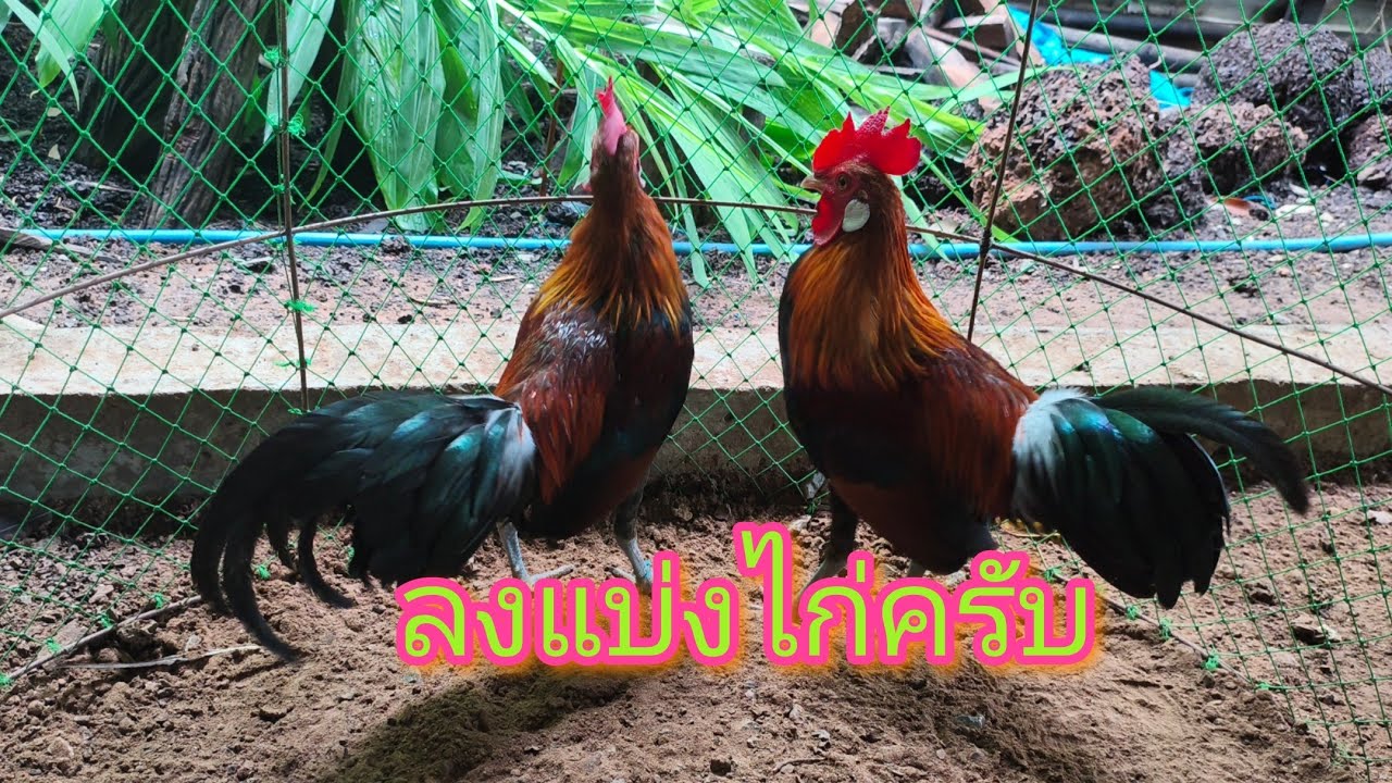 ลงแบ่งไก่ลูกของเจ้าหมาน