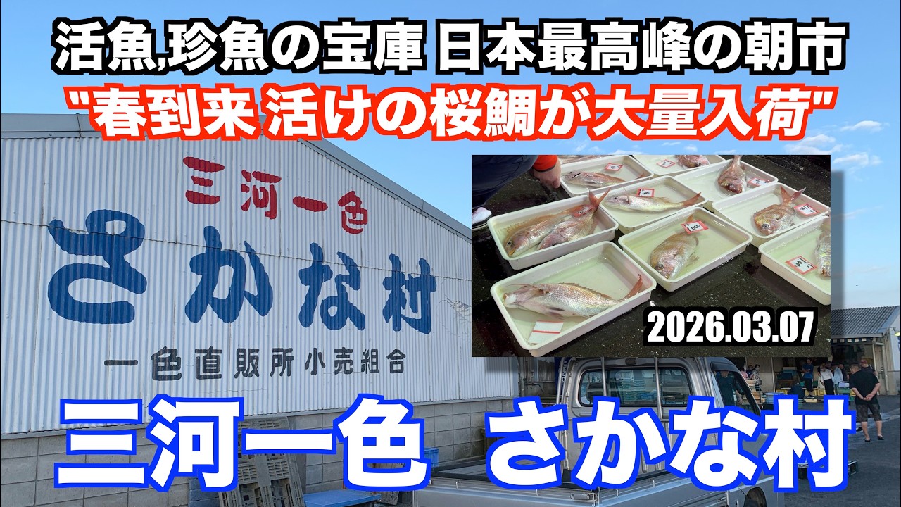 【三河一色さかな村 春到来 活けの桜鯛が大量入荷 活魚,珍魚の宝庫 日本最高峰の朝市】あばお 海鮮ちゃんねる #465 2026.03.07