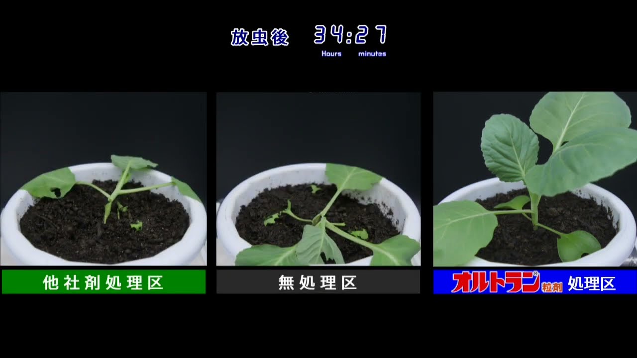 殺虫剤「オルトラン」散布後のネキリムシへの効果を紹介した動画です。（アリスタサイエンス）