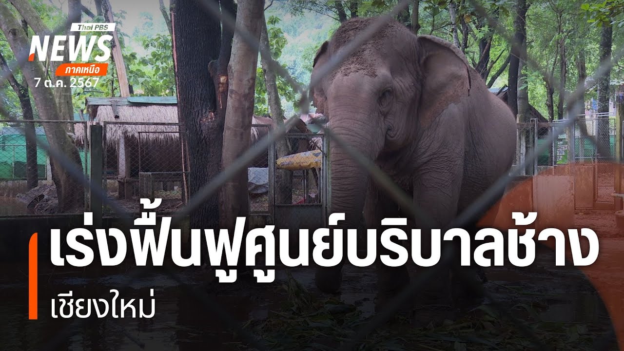 เร่งฟื้นฟูศูนย์บริบาลช้าง จ.เชียงใหม่
