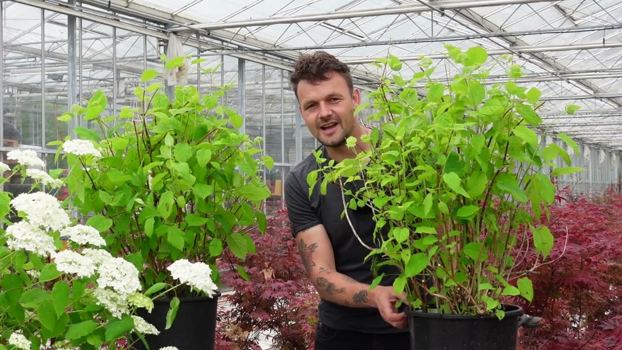 De Hydrangea arborescens 'Annabelle' snoeien verzorgen en ondersteunen