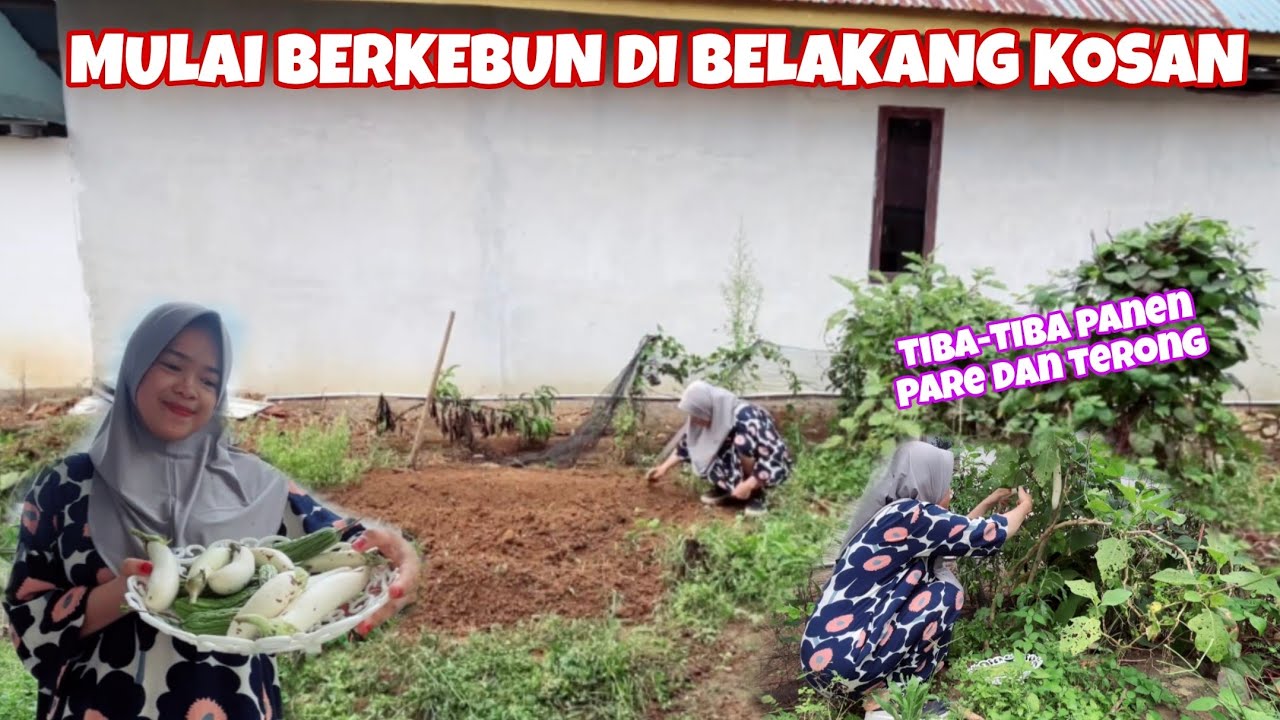 PANEN BUAH PARIA DAN TERONG LANJUT TANAM BATANG UBI JALAR DI BELAKANG KOSAN