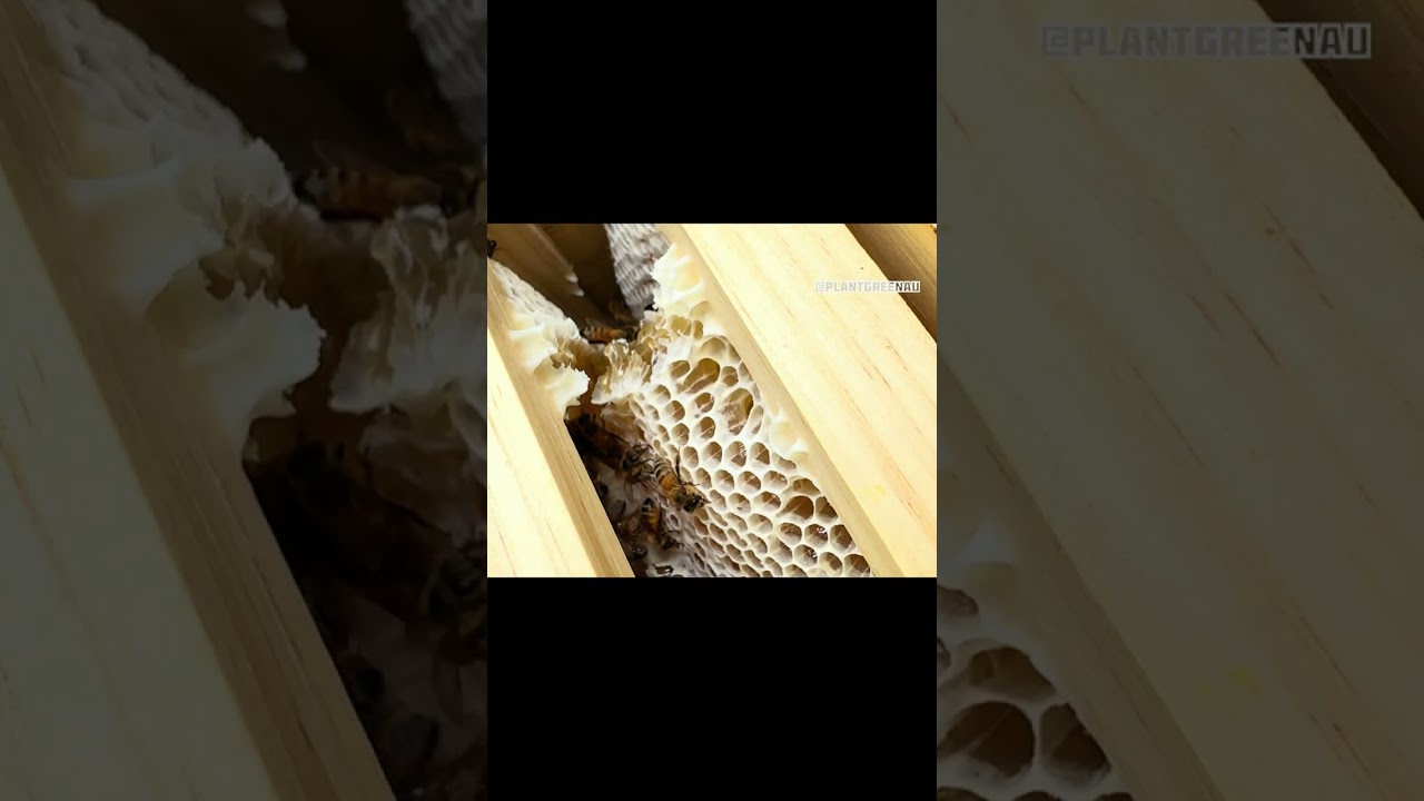 The Amazing world of Bees 🐝