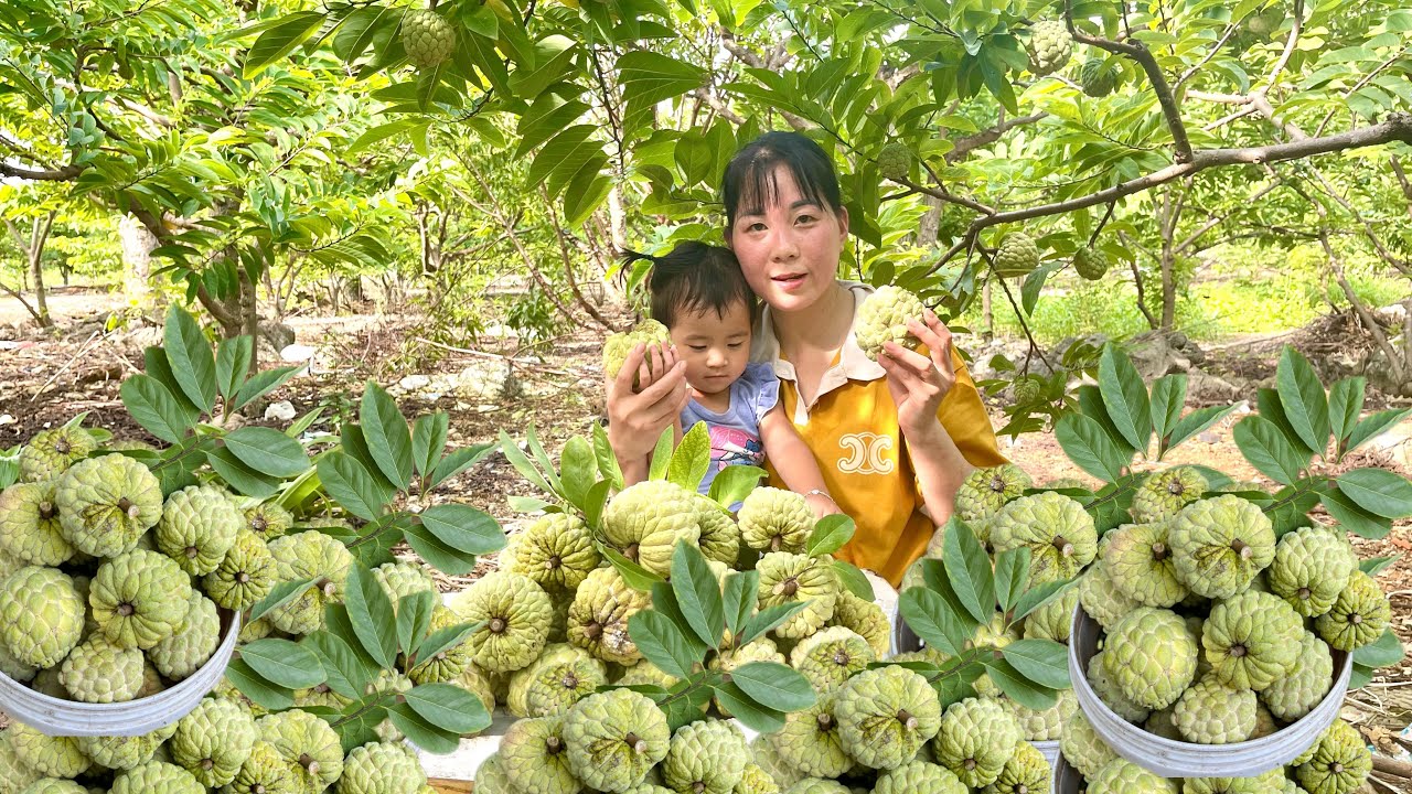 A Day in the Life A Mother and Daughter Pick Custard Apples and Take Them to the Market to Sell