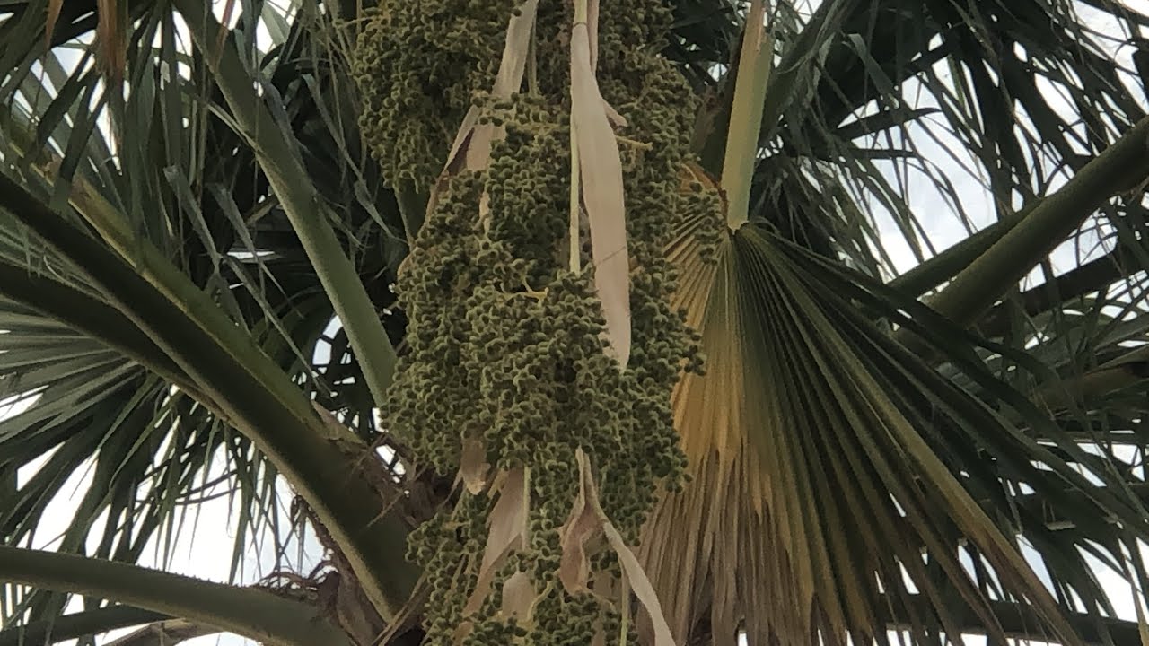BURI OR BIG PALM TREE FRUIT