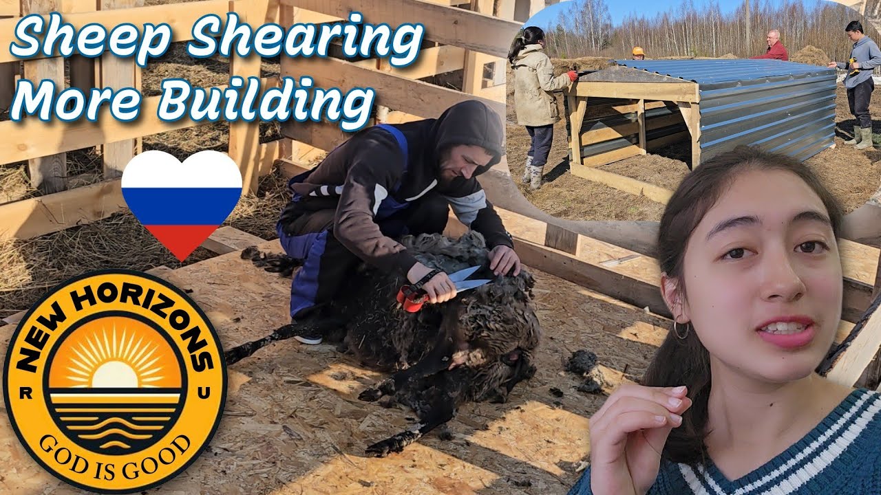 Стрижка овец 🐑 ✂️ Строительство 🔨 Сельское хозяйство в России 🇷🇺 ❤️