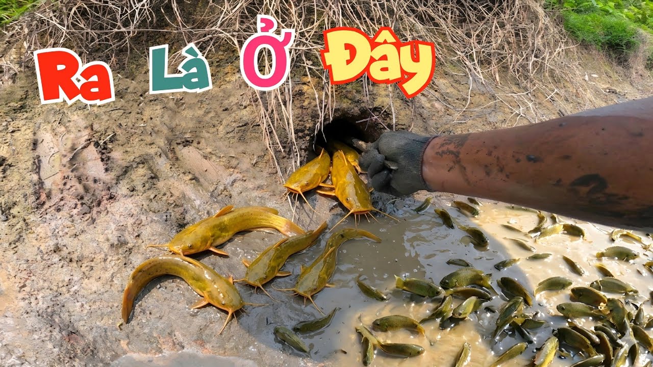 Một Mình Đi Tát Vét Vớ Ngay Ổ Cá Trê Nằm Trong Bãi Bèo Và Chui Ra Từ Hang Đất / Quế Nghịch