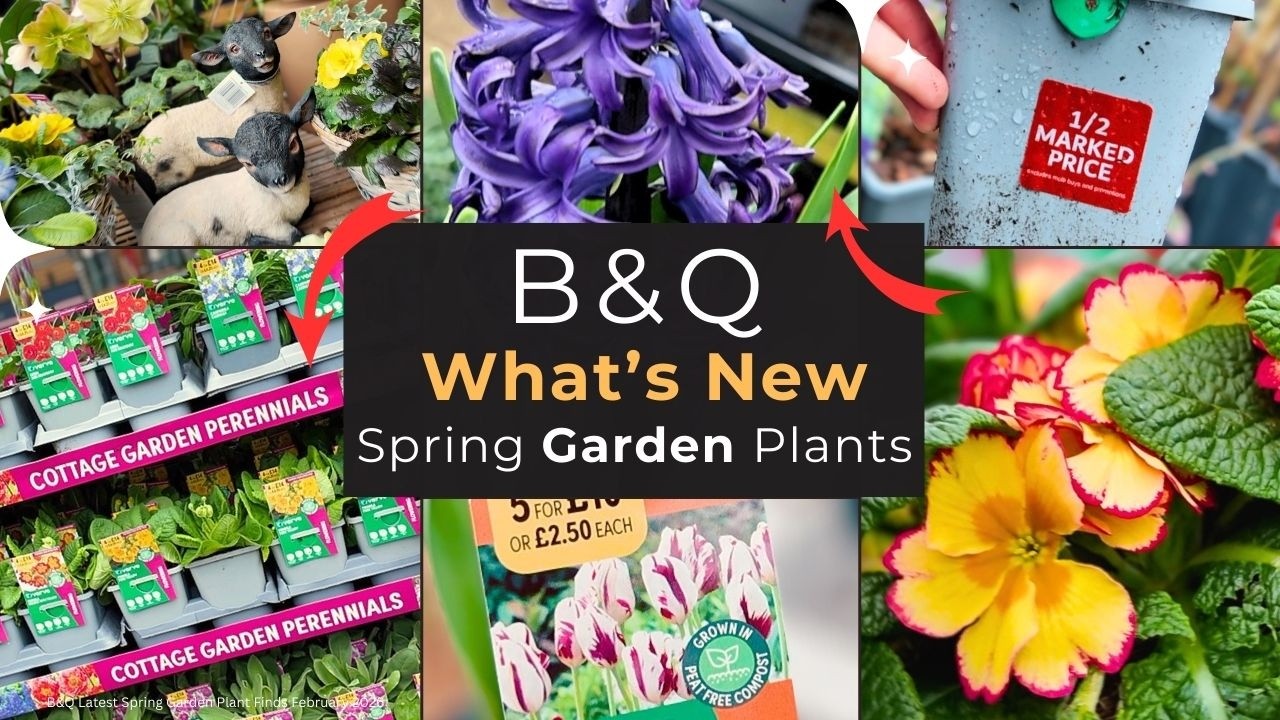 B&Q Spring Garden Plants 2026 | First Look at What's New | Garden Bargain Finds | Shop with Me UK