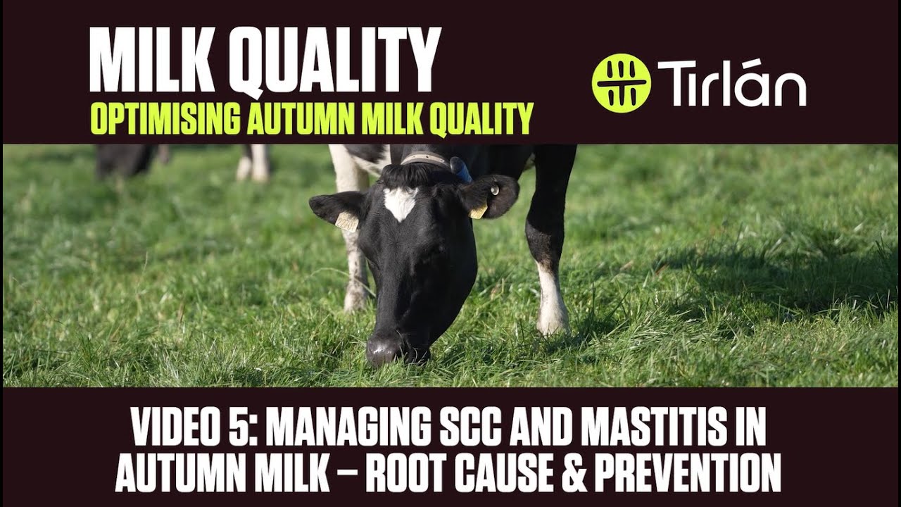 Autumn Milk Quality Video 5 - Managing SCC & Mastitis in Autumn Milk - Root Cause & Prevention
