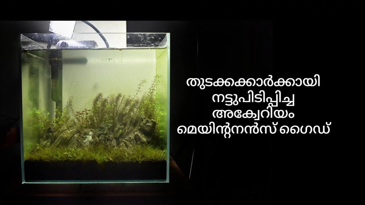 PLANTED AQUARIUM MAINTENANCE GUIDE FOR BEGINNERS #malayalam #plantedaquarium #kerala #guppylovers