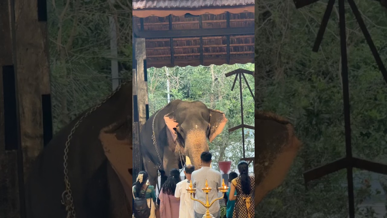 #anapremikal #elephant #ettumanoor #anapremi