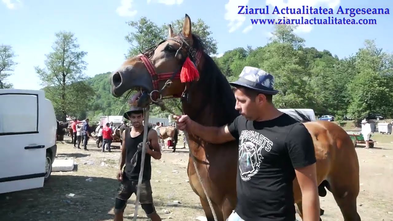 Targul de cai Marina la Berevoesti, Arges, 2022