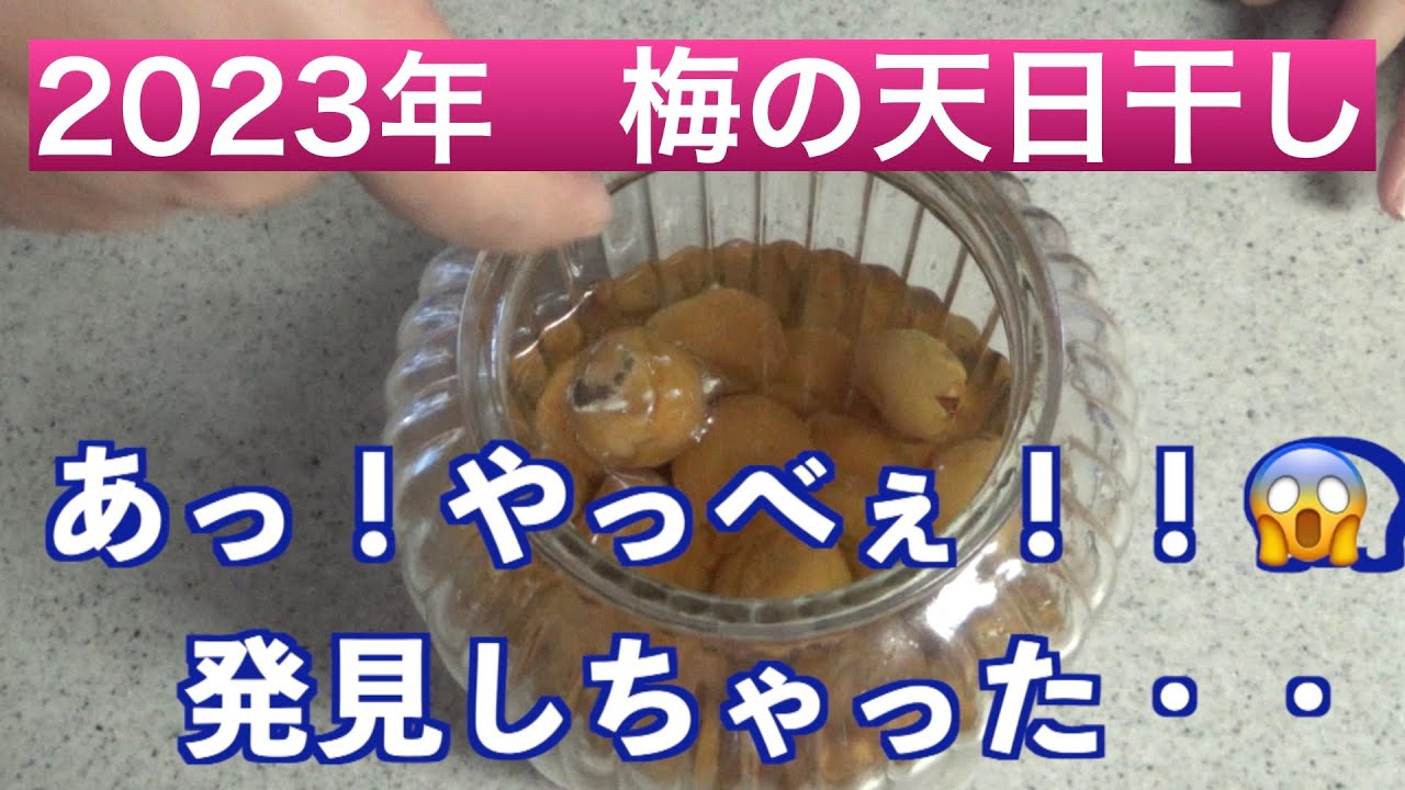 【梅の天日干し （2023年）】カビを発見しちゃいました！